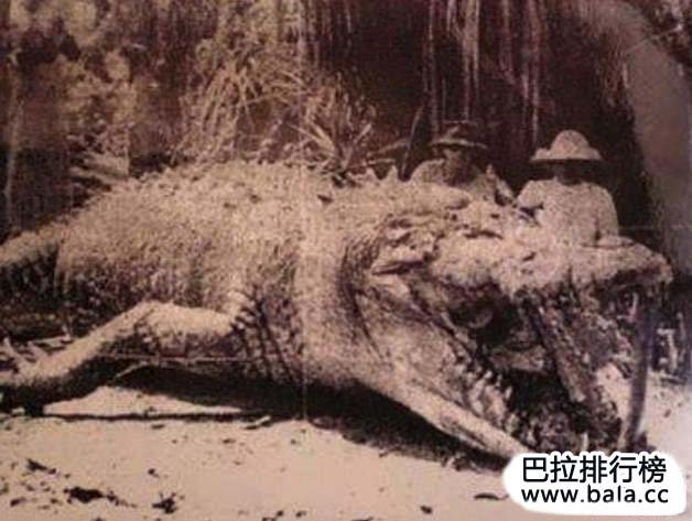 有史以来被人类捕获的最大鳄鱼排行榜