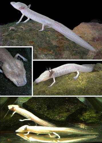 十大最神秘无眼动物：“人鱼”洞螈可活百年