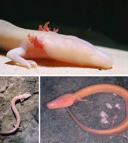 十大最神秘无眼动物：“人鱼”洞螈可活百年