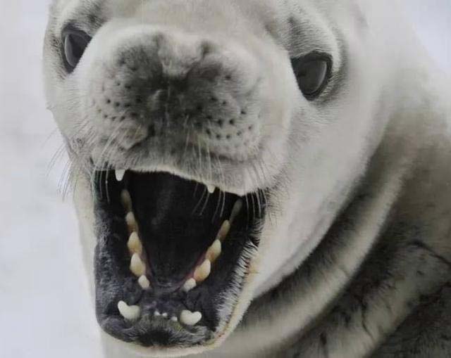 生活在南极的8种动物 个个都耐寒无比！