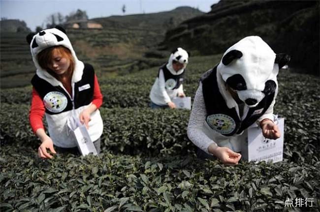 熊猫粪便茶