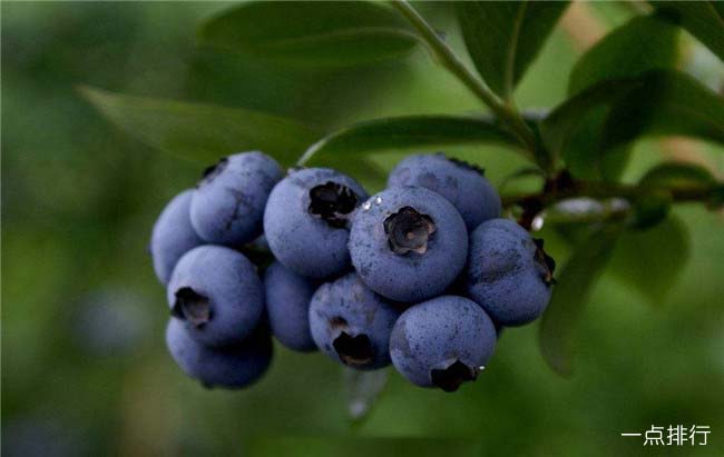 蓝莓‍