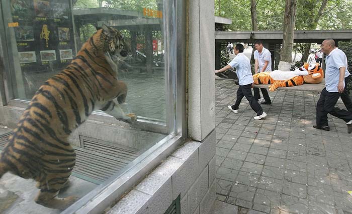 不作死就不会死，世界各大动物园猛兽伤人事件集锦