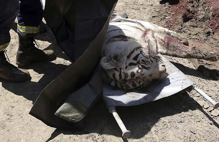 不作死就不会死，世界各大动物园猛兽伤人事件集锦