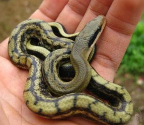 世界上最温顺的蛇黑眉锦蛇体长可达2米