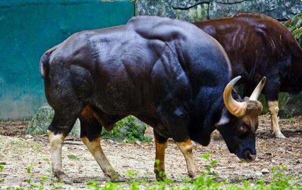 世界上最大的牛,印度野牛重达3000斤