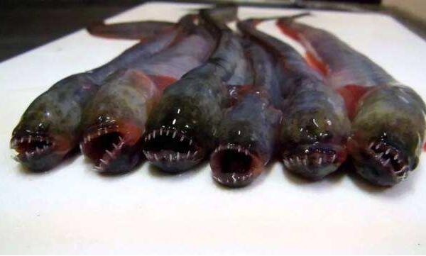 世界上最恶心的五种鱼,狼牙虾虎鱼上榜