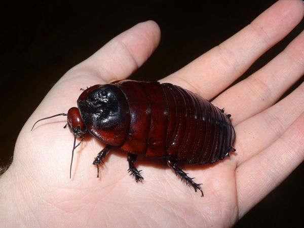 世界上最大的蟑螂,犀牛蟑螂体长达8厘米