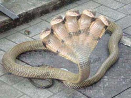 世界上最怪异的十种蛇,印度五头蛇有五个脑袋