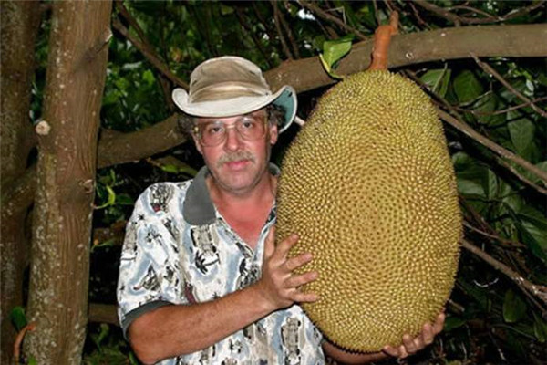 世界上最大的菠萝蜜，重量达69斤