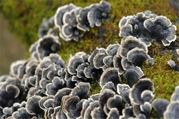 世界上十种最奇特的蘑菇 血齿菌像草莓加奶油