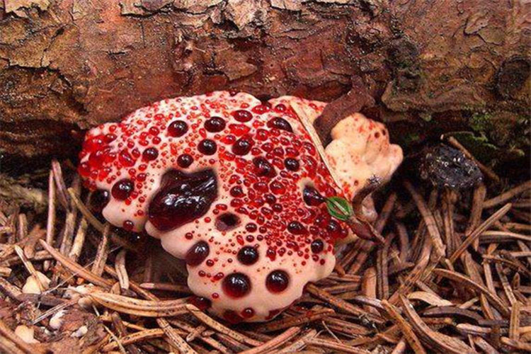 世界上十种最奇特的蘑菇 血齿菌像草莓加奶油