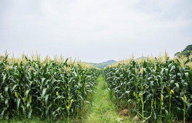 世界玉米产量国排行前十名，美国第一中国第二