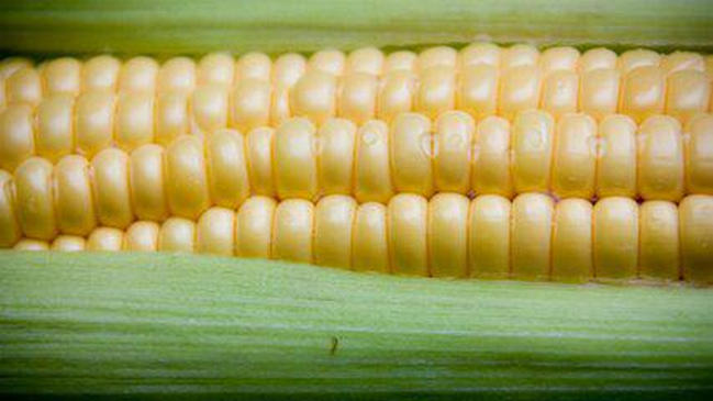 世界玉米产量国排行前十名，美国第一中国第二