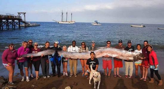 世界上最大的带鱼，巨型皇带鱼长达15米