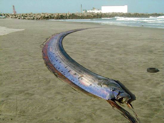 世界上最大的带鱼，巨型皇带鱼长达15米