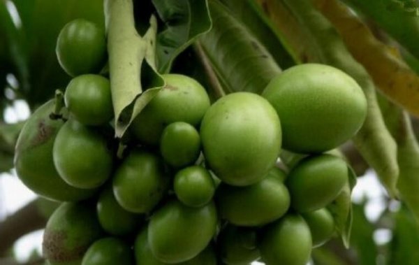 世界上最毒的水果，海檬树果误食立即毙命