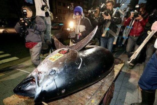 世界上最大的金枪鱼，体长2.65米重达834斤
