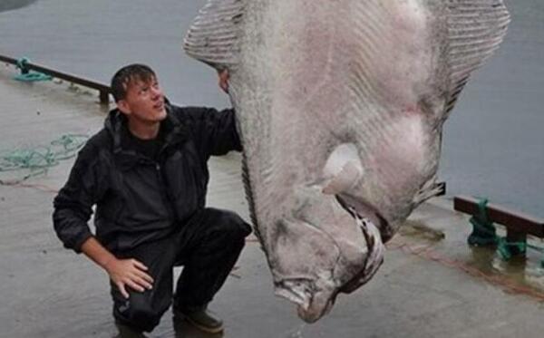 世界上最大的比目鱼，重达468斤