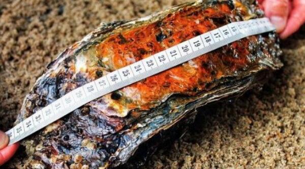 世界上最大的牡蛎，丹麦巨型牡蛎重达2公斤