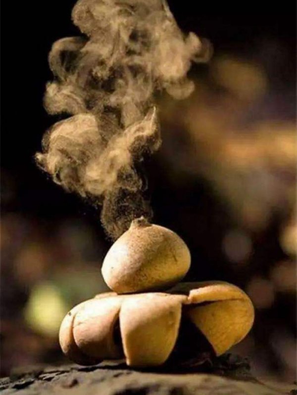 世界上最罕见的蘑菇，恶魔雪茄能发出啸叫声