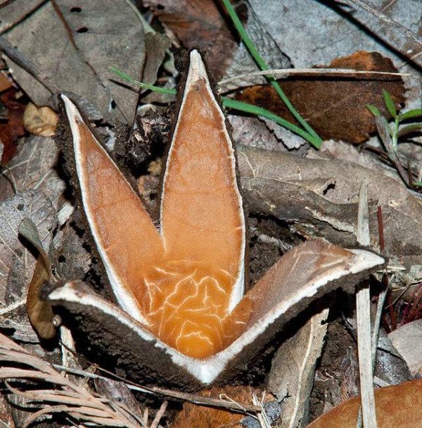世界上最罕见的蘑菇，恶魔雪茄能发出啸叫声