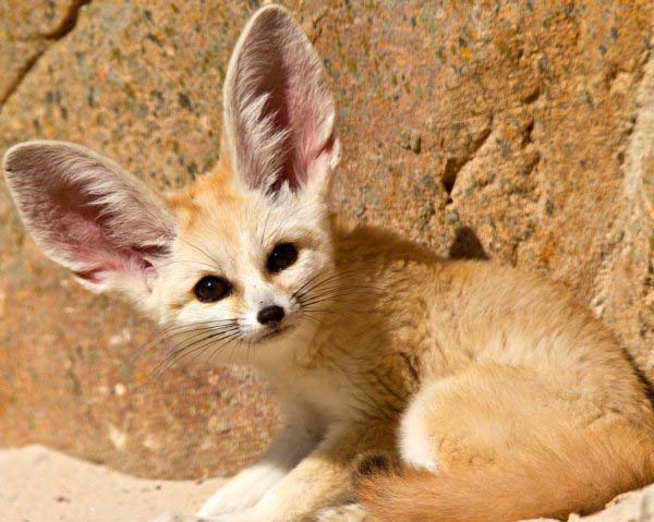 世界上最小的狐狸,耳廓狐有双大耳朵(2)