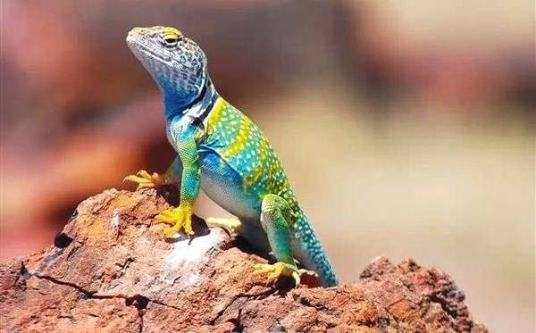 世界上最漂亮的蜥蜴环颈蜥颜色丰富多彩