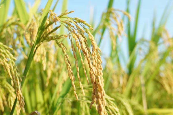 世界上10个最大的稻米生产国，中国居第二