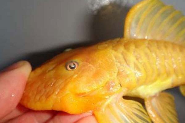 世界身价最贵的异型鱼，24k黄金达摩身价过万(2)_巴拉排行榜