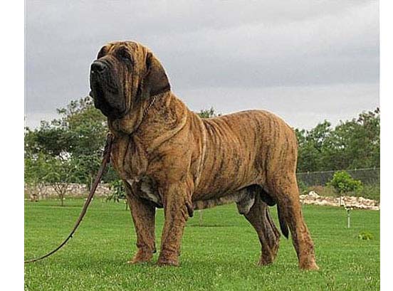 世界十大斗犬排名第一最强悍凶猛看着都怕  
