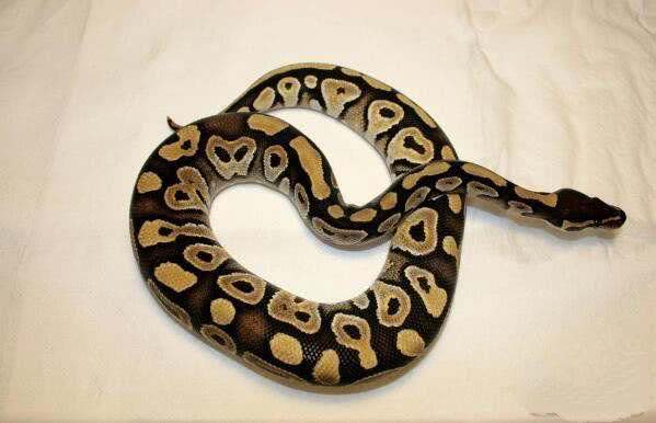 世界10大常见无毒蛇 玉米蛇榜上有名