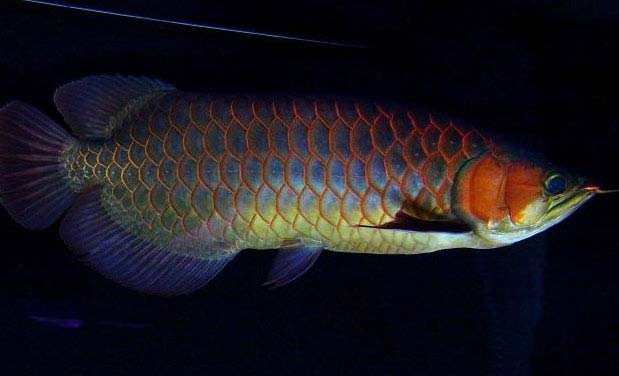 红龙鱼品种排行，红龙鱼的品种与区别 