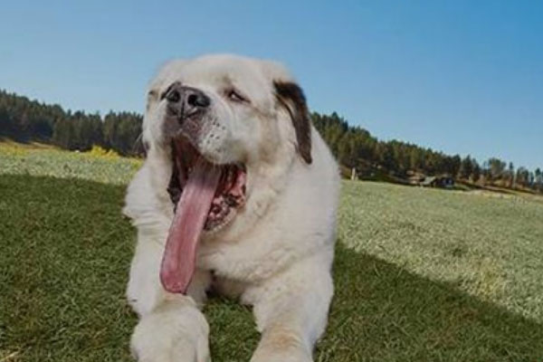 世界上舌头最长的狗：圣伯纳犬舌头长18.58厘米