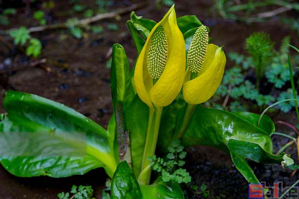 黃花水芭蕉