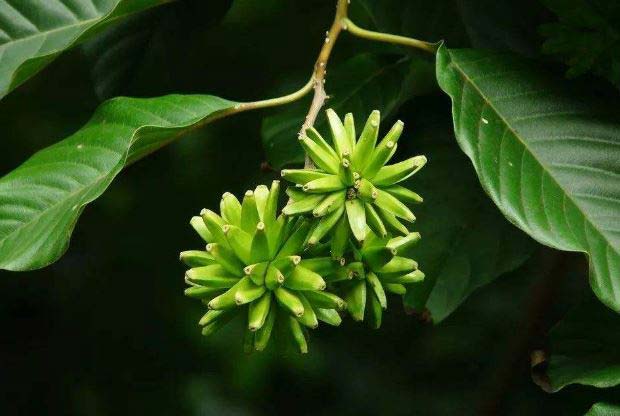 世界十大抗癌植物 最天然的養(yǎng)生方式，你知道了嗎