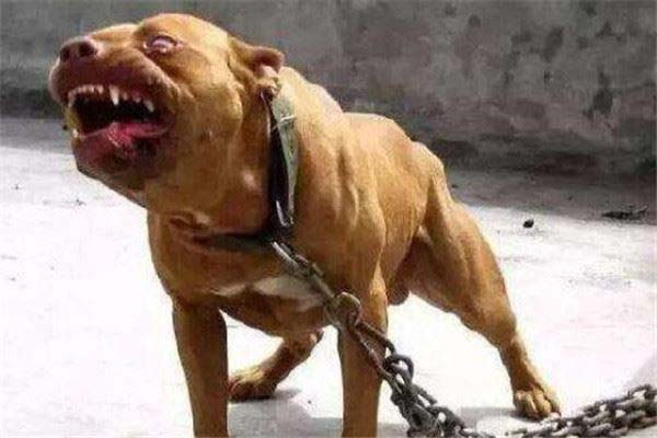 世界十大最凶悍猛犬 西藏獒犬上榜，比特犬异常凶猛
