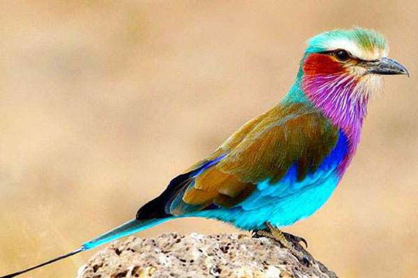 地球上10大最美丽的鸟，有些鸟类已经宾烈灭绝，你认识几种？