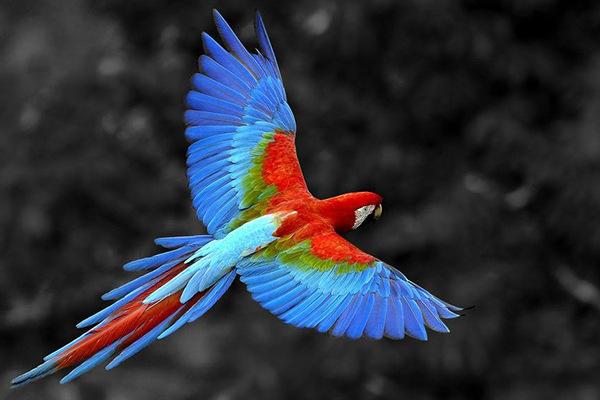 地球上10大最美丽的鸟，有些鸟类已经宾烈灭绝，你认识几种？