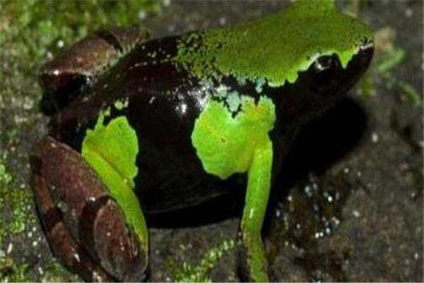 地球上10大最毒的青蛙
