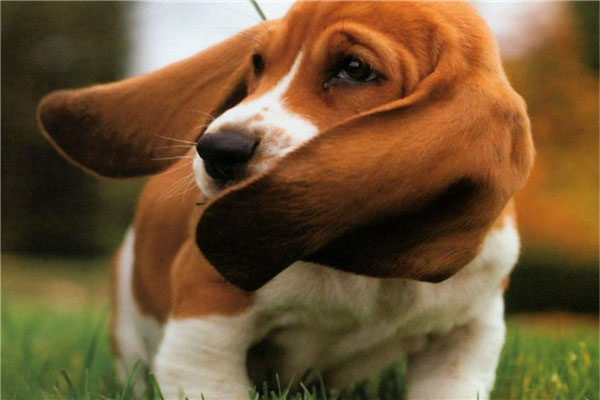世界上10大体味最重的狗狗，北京犬排第一名