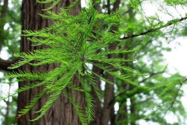 世界耐水的十种树木：水杉上榜，落羽杉居首