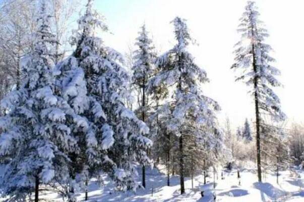 世界耐寒的十大树木品种：落叶松上榜，白桦排第一位