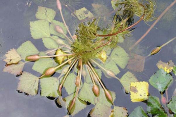 水生植物有哪些品种？十大知名浮水植物