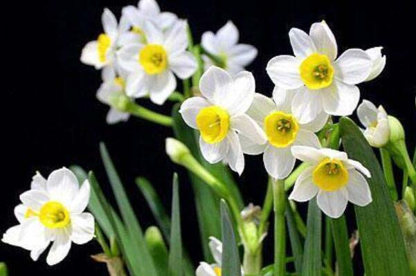 冬季开花的植物排行榜前十名：梅花、垂筒花位列前两名