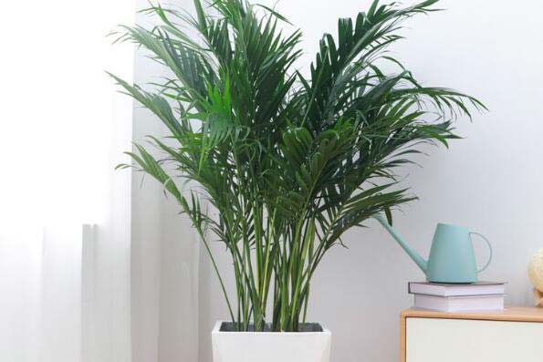 室内成活率高的植物排名前十，室内容易养活的植物有哪些