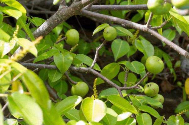 世界出名的十大剧毒树种，夹竹桃高居榜单第一