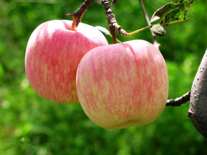 中国十大优质苹果产地，中国哪里的苹果最出名
