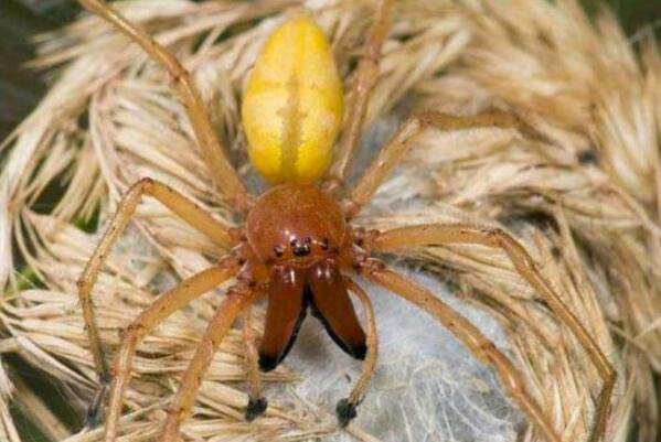 盘点毒性最大的10种蜘蛛：鼠蛛居第六，漏斗蜘蛛问鼎冠军