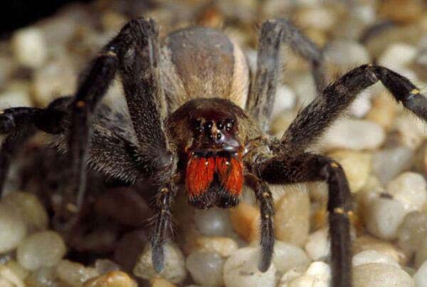 盘点毒性最大的10种蜘蛛：鼠蛛居第六，漏斗蜘蛛问鼎冠军